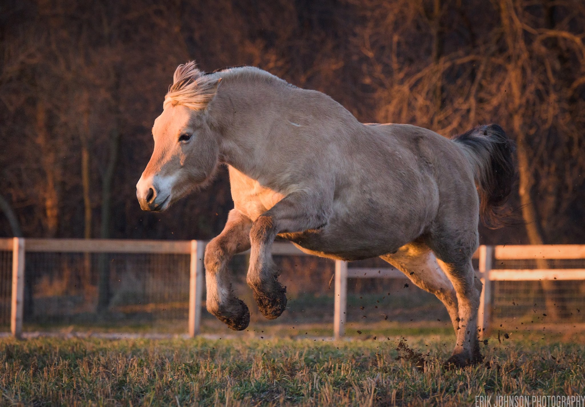 Fjord Horse UK